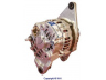 WAIglobal 12630N kintamosios srovės generatorius
8972477180, A007TA2991, 882571