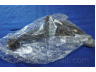 PARTS-MALL PXCAA-005LR vikšro valdymo svirtis
5450128070, 5450128071, 5450128300