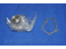 PARTS-MALL PHA-003 vandens siurblys 
 Aušinimo sistema -> Vandens siurblys/tarpiklis -> Vandens siurblys
2510023001, 2510023001S, 2510023002
