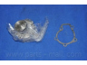 PARTS-MALL PHA-003-S vandens siurblys 
 Aušinimo sistema -> Vandens siurblys/tarpiklis -> Vandens siurblys
2510023001, 2510023001S, 2510023002